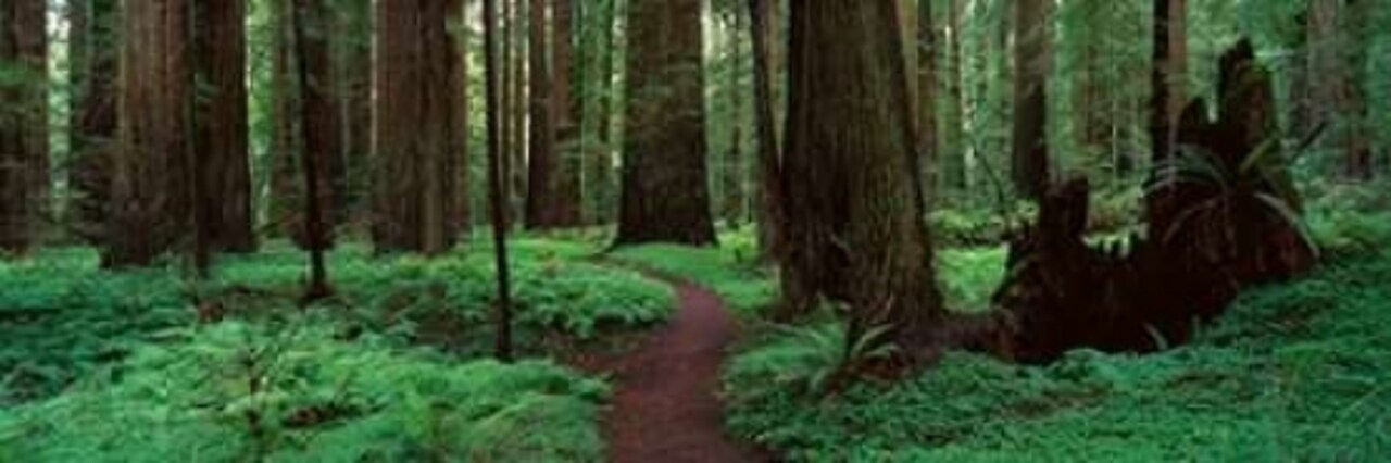 Redwoods Path Poster Print by Alain Thomas - Item # VARPDXT469D